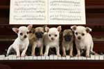 Картинки собак,щенки на рояле